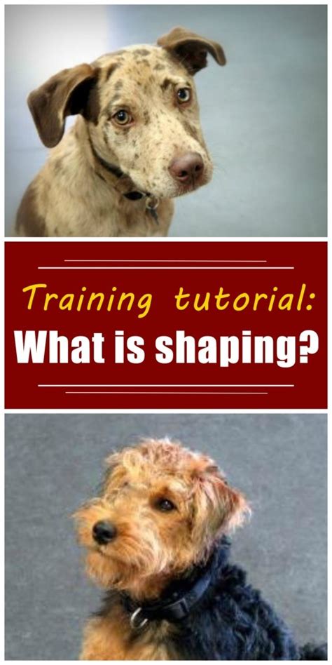 shaping dog training definition