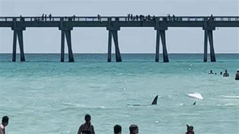 shark attacks florida