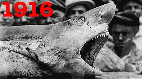 Shark Attacks In 1916