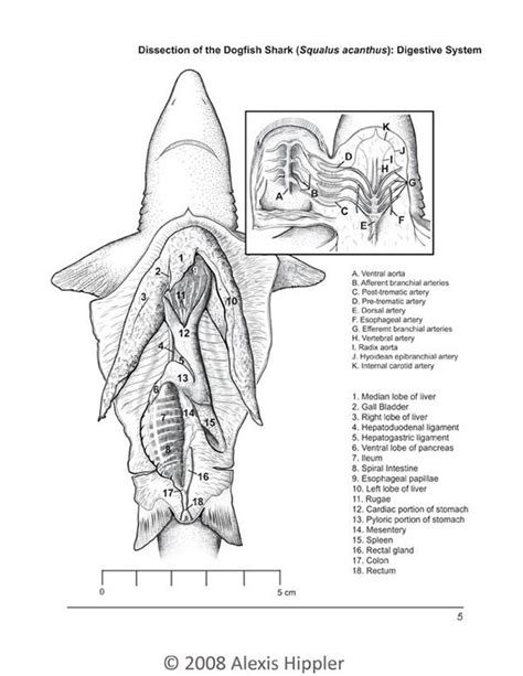 Shark Dissection Labeled