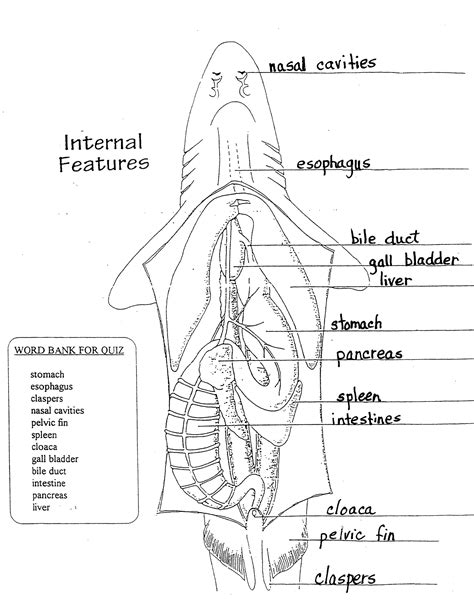 Shark Dissection Worksheet