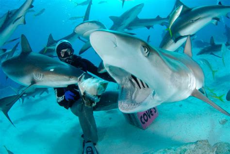 shark diving price