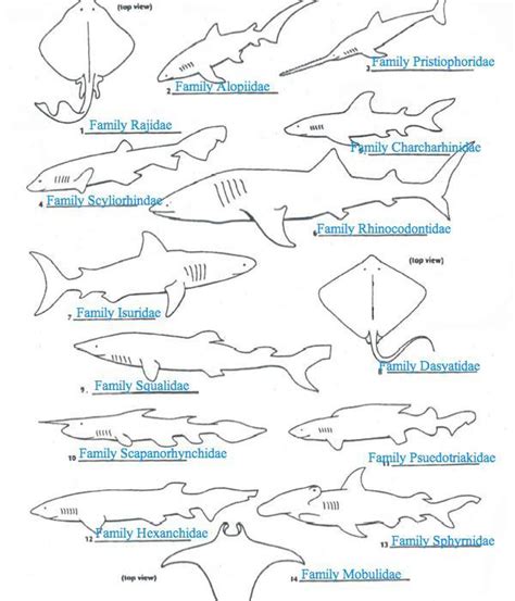 shark key used to identify organisms answers