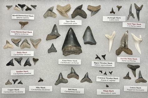 Shark Tooth Identification