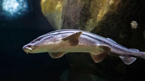 sharks Day 2: Shark Diversity - California Academy of Sciences