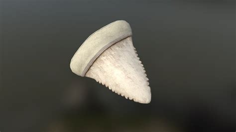 sharktooth 3D model by tleasa [b081734] Sketchfab