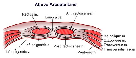 Sheath Of Rectus Abdominis