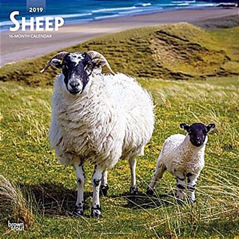 sheep 2019 calendar