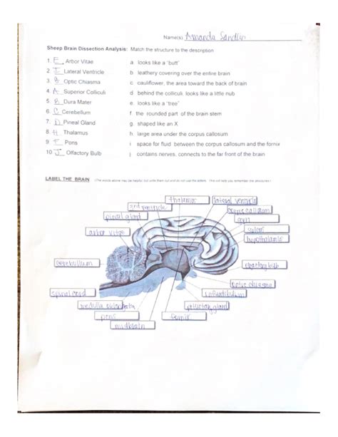Sheep Brain Dissection Analysis