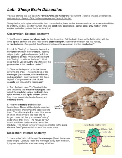 Sheep Brain Dissection Lab