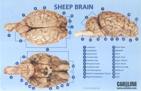 Sheep Brain Dissection Lab Answer Key