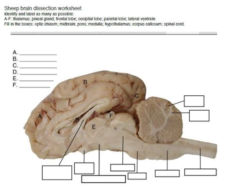 Sheep Brain Dissection Worksheet Answer Key
