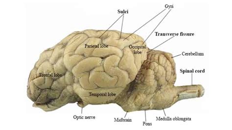 Sheep Brain Labeled
