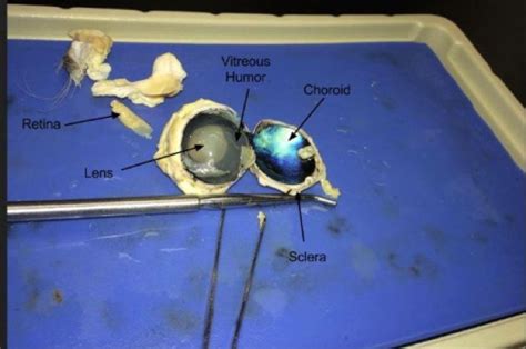 Sheep Eye Anatomy