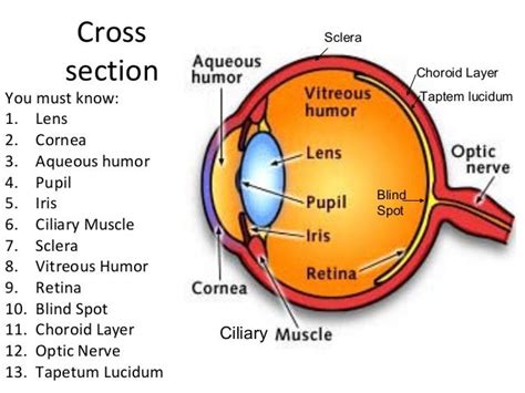 Sheep Eye Dissection Labeled