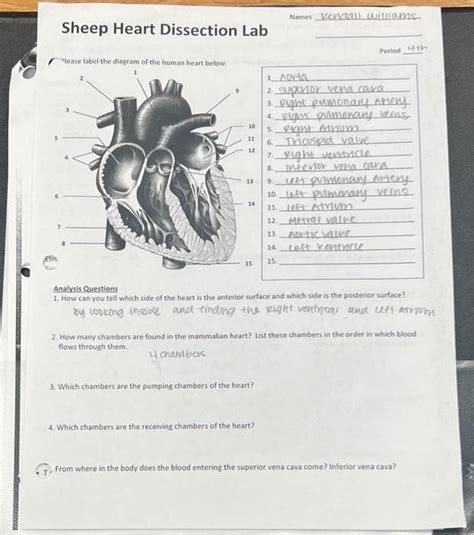 Sheep Heart Dissection Lab Answer Key