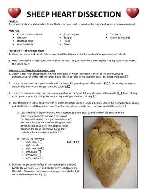 Sheep Heart Dissection Lab Report