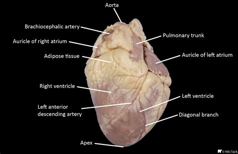 Sheep Heart Labeled