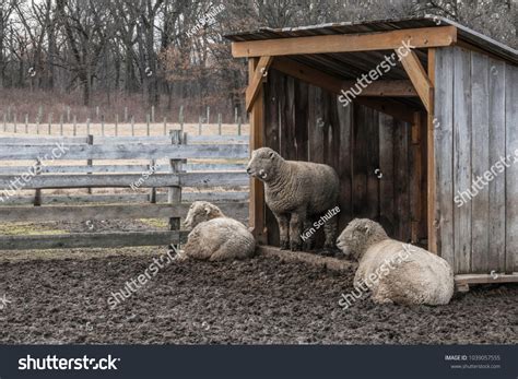 Sheep Home Name