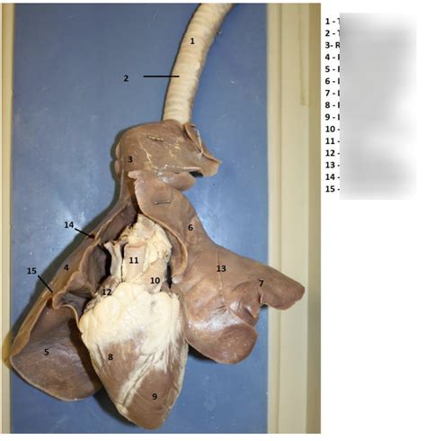 Sheep Pluck Dissection Labeled