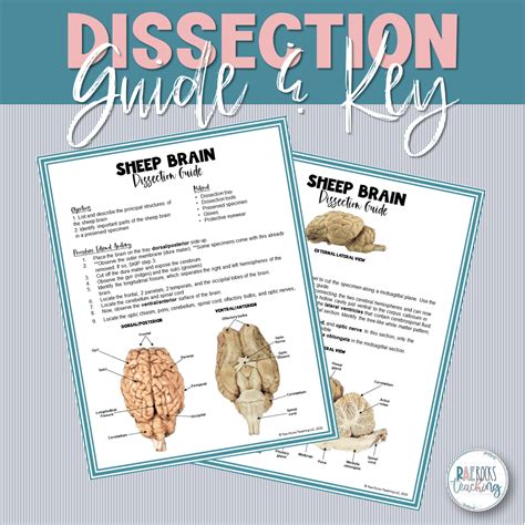 Read Online Sheep Brain Dissection Guide 
