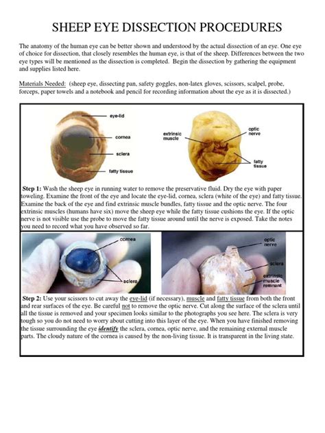 Download Sheep Eye Dissection Procedures Answers Subboy 