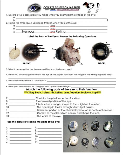 Read Sheep Eye Dissection Procedures Lab Answer Key 