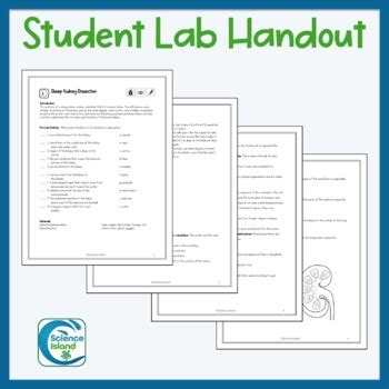 Download Sheep Kidney Dissection Lab Report Answers File Type Pdf 