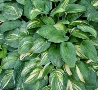 Sheila Macqueen Hosta