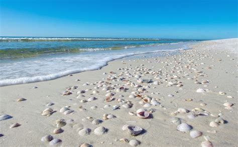 shell beach florida