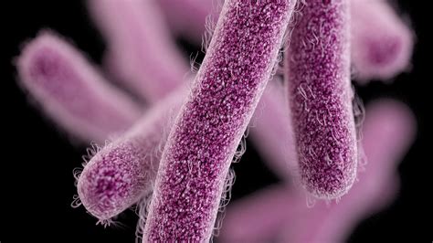 shigella biography