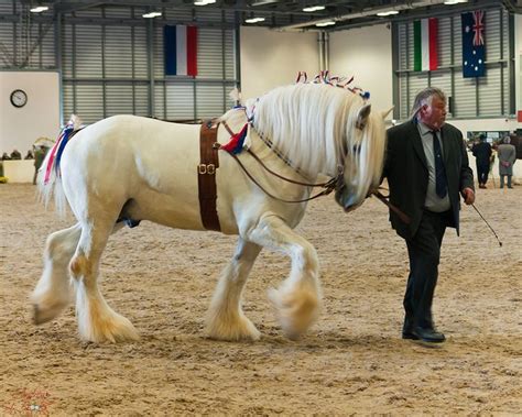 shire horse spring show