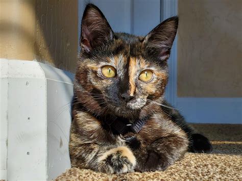 should i get a second kitten