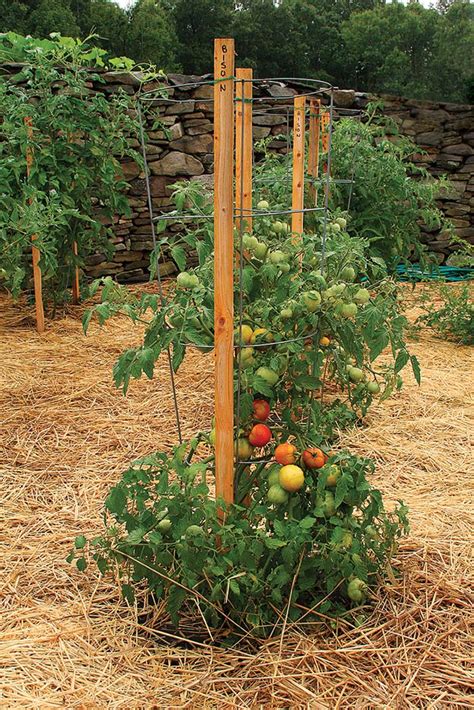should i stake my tomato plants