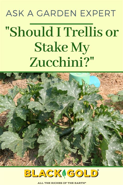 should i stake my zucchini
