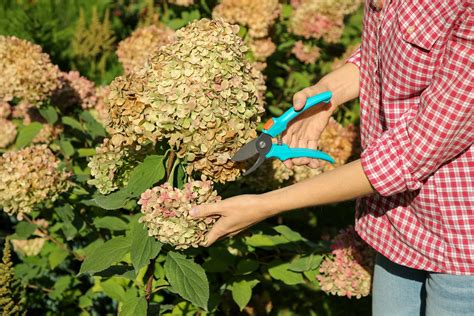 should you prune a hydrangea
