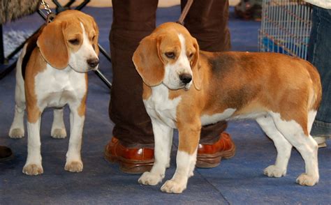 show beagle