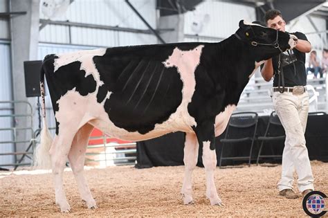 show cattle in california