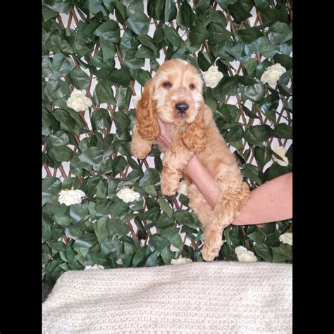 show cocker spaniel for sale
