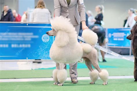 show poodle