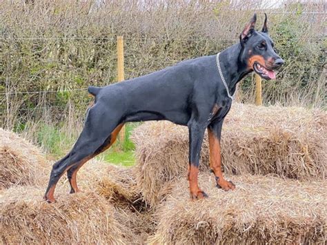 show quality doberman