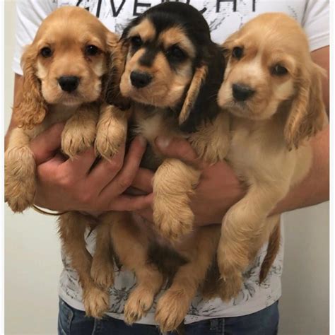 show type cocker spaniel breeders