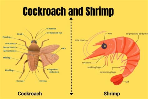 Shrimp Cockroach