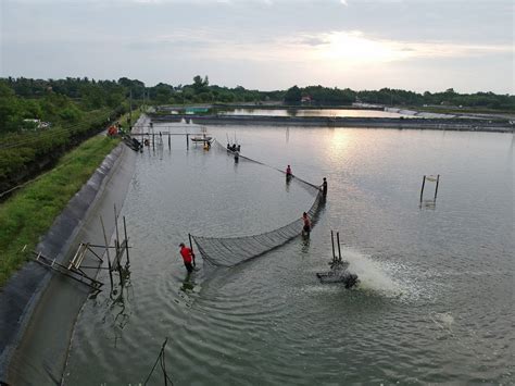 Read Online Shrimp Farming In Malaysia Seafdec Philippines 