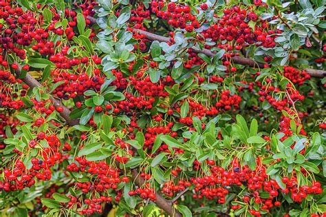 shrub with red berries in fall