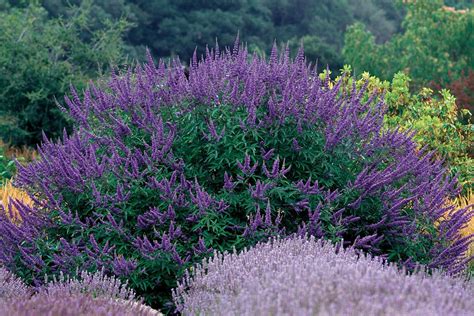 Shrubs That Are Drought Tolerant