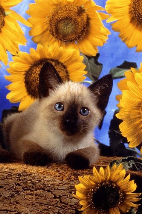 siamese with sunflowers Cute animals, Pet holiday, Kittens