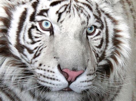 Siberian White Tiger Eyes