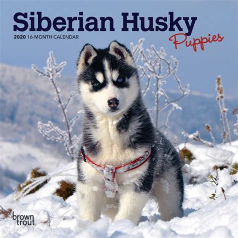 Download Siberian Husky Puppies 2018 7 X 7 Inch Monthly Mini Wall Calendar Animal Dog Breeds Husky Multilingual Edition 