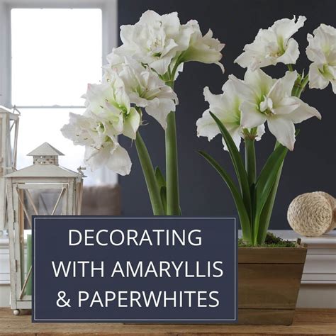 Read Side Display Paper Whites 